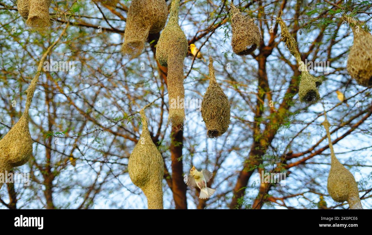 Baya weaver are best known for their hanging retort shaped nests woven from leaves. Stock Photo