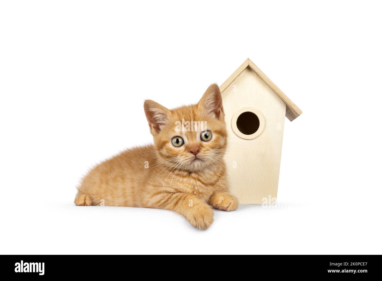 Cute little red British Shorthair cat kitten, laying side ways in front of tiny wooden bird house. Looking straight to camera. Isolated on white backg Stock Photo