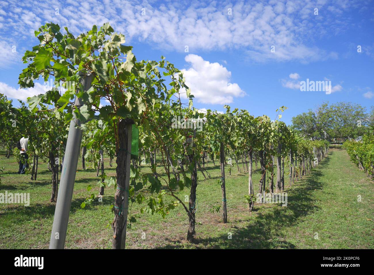 Vineyard at Lovas, Veszprem County, Hungary Stock Photo
