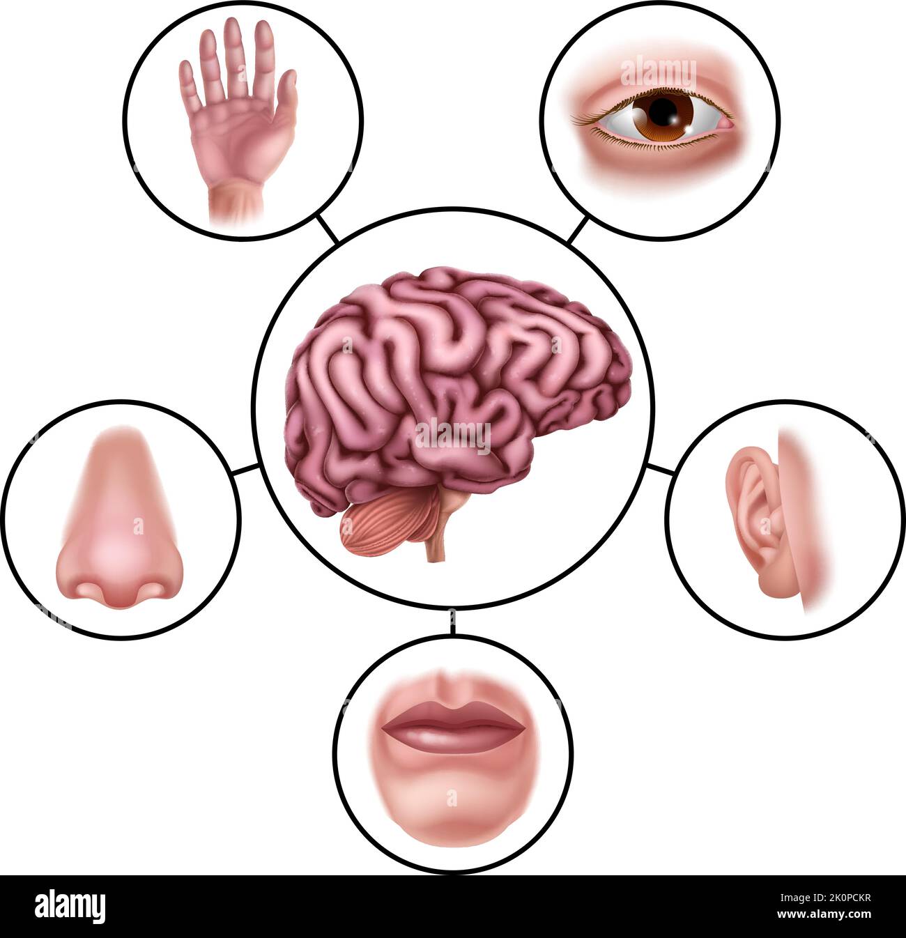 Five Senses Brain Educational Illustration Diagram Stock Vector