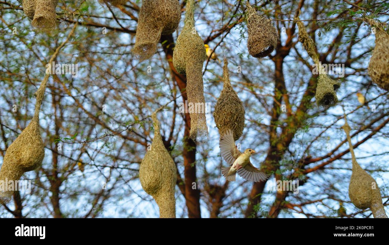 Baya weaver are best known for their hanging retort shaped nests woven from leaves. Stock Photo