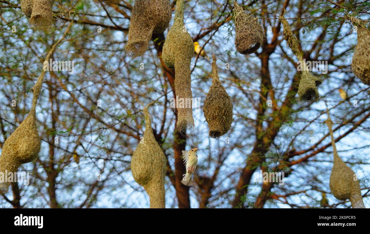 Birds Are Building Nests Baya Weaver Baya Weaver Bird Nest Made Of