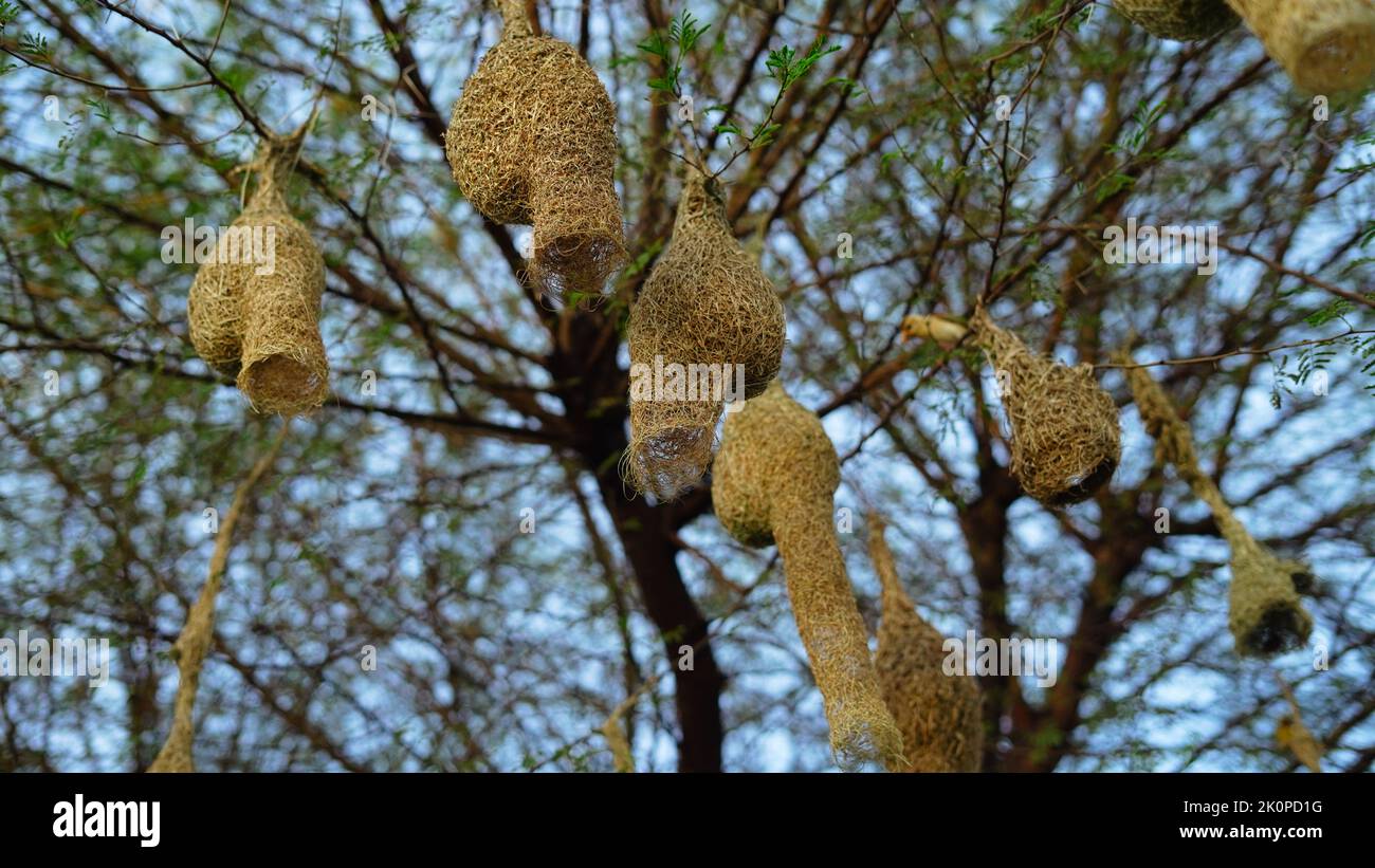 King of nest construction. Baya Weaver or Ploceus philippinus hanging on it's new completed nest. Stock Photo