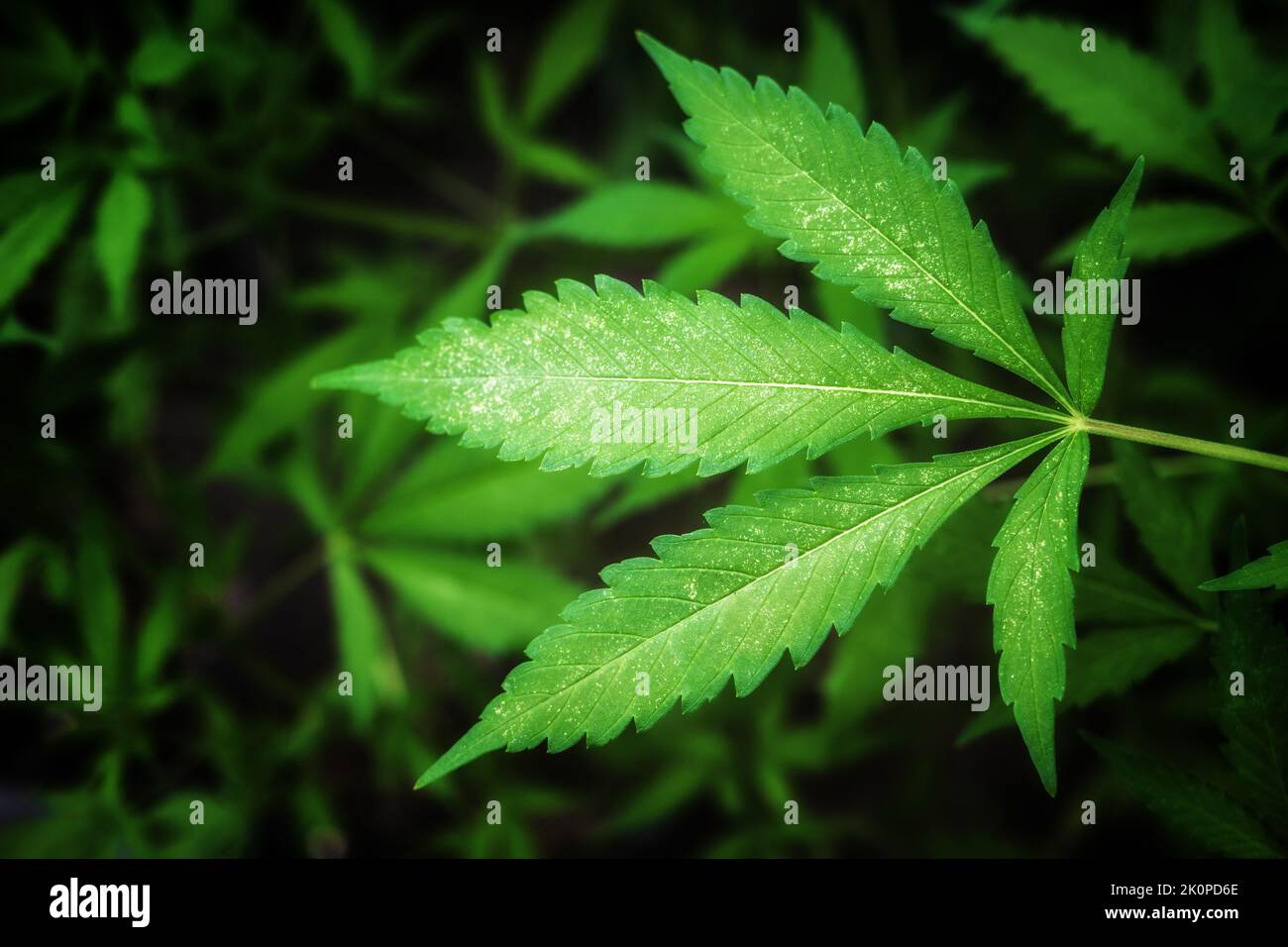 Green marijuana leaf. Background of cannabis plants. Stock Photo