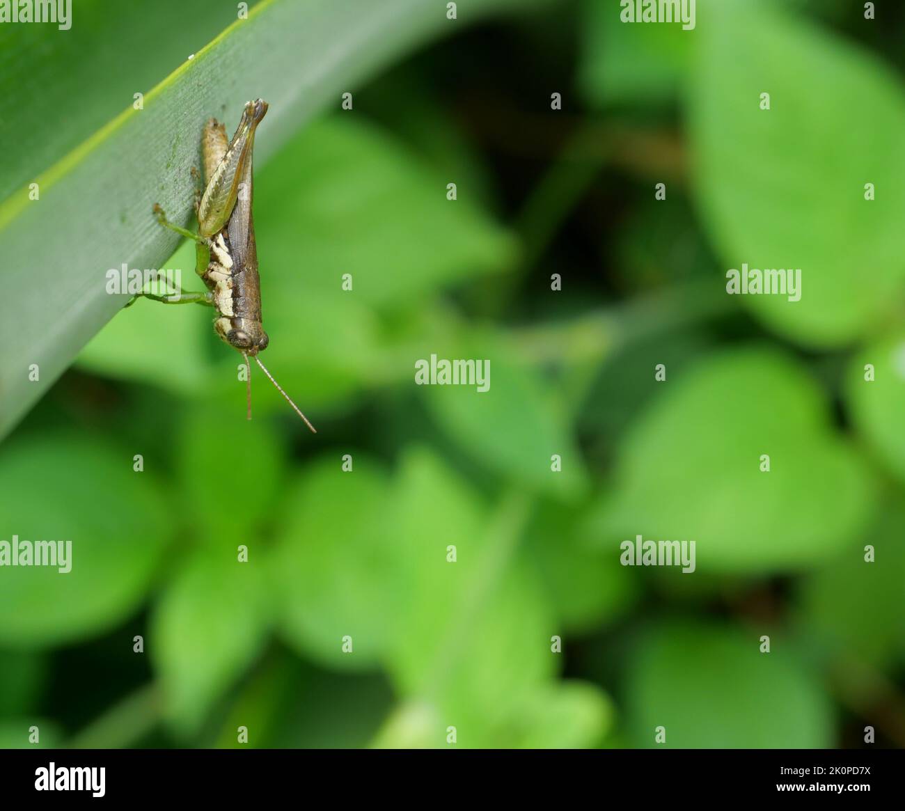 Grasshopper on tree leaf with natural green background, Black and green pattern of Insect pests in tropical areas Stock Photo