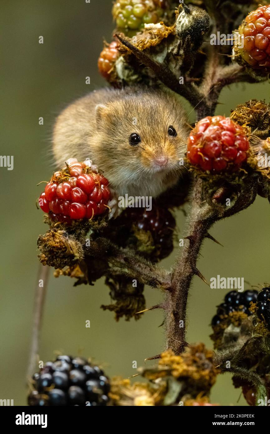 Harvest Mouse between blackberries Stock Photo