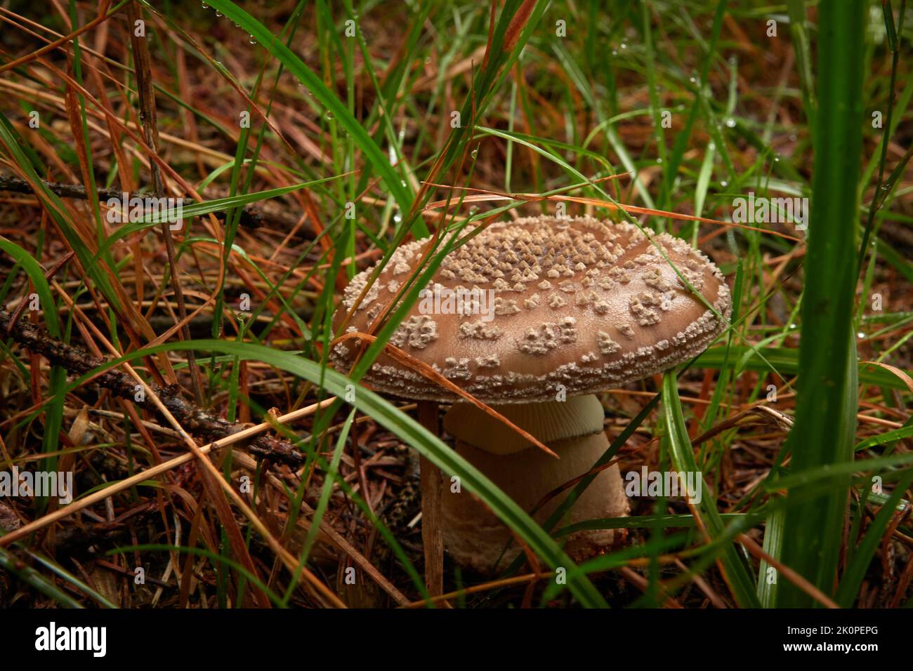 European blusher (Amanita rubescens) in the forest next to grasses ...