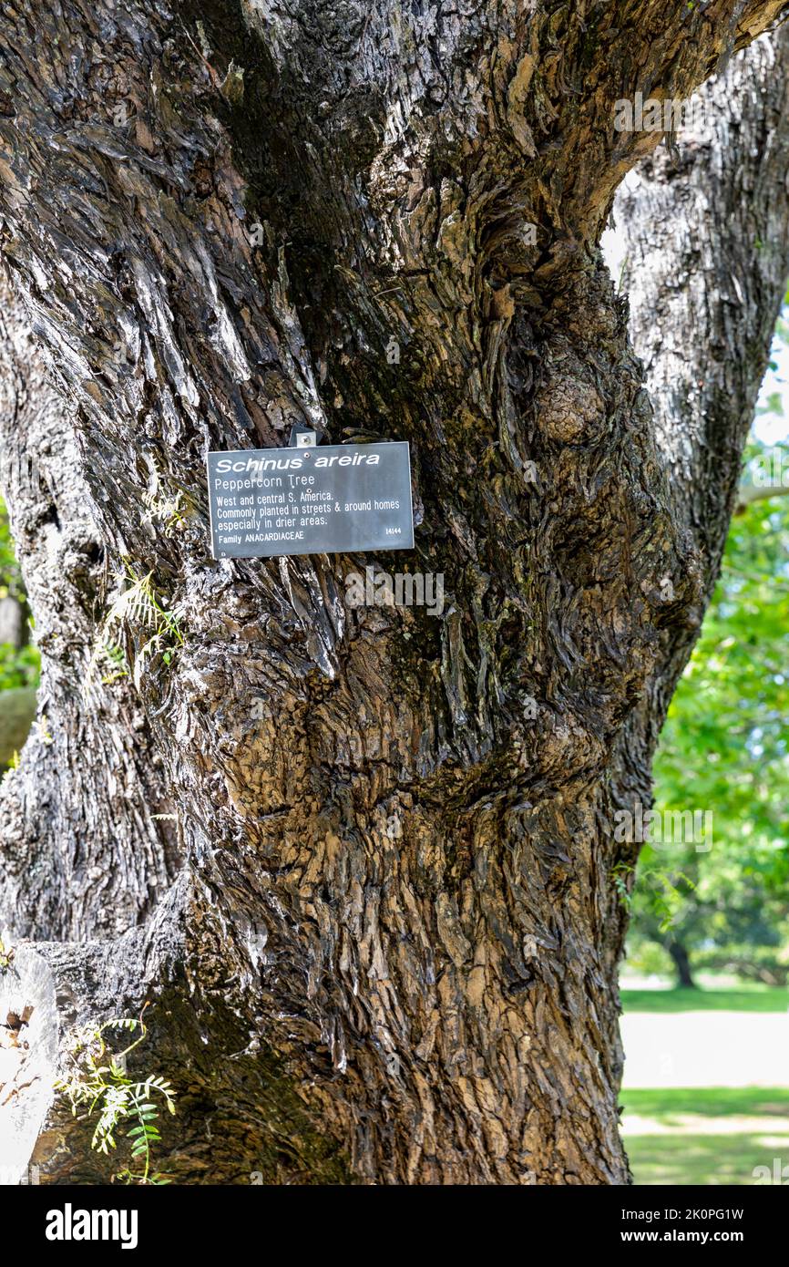 Peppercorn tree, Schinus Areira, in the Royal Botanic Garden,Sydney