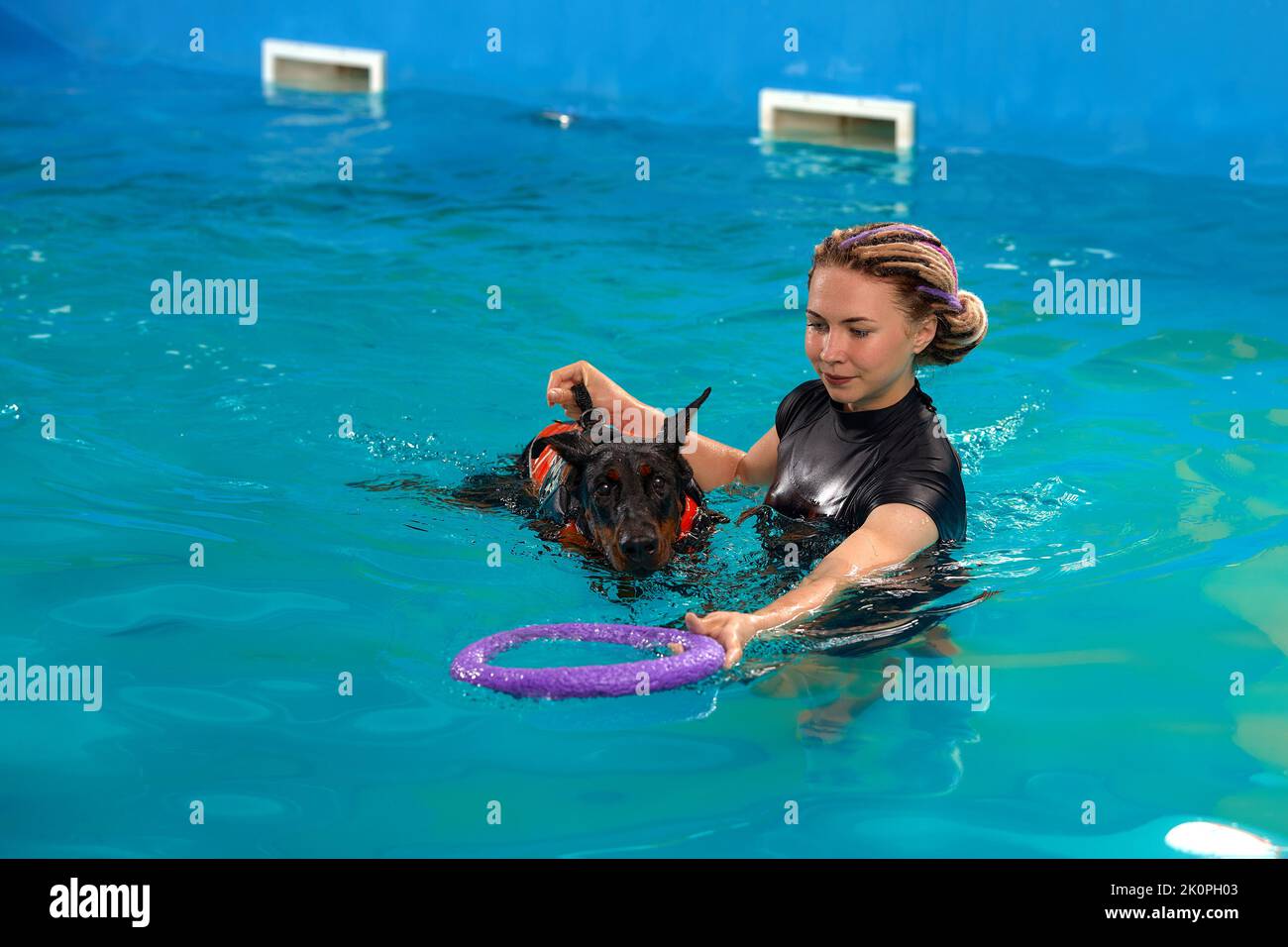 Dog trainer at the swimming pool, teaching the dog to swim Stock Photo