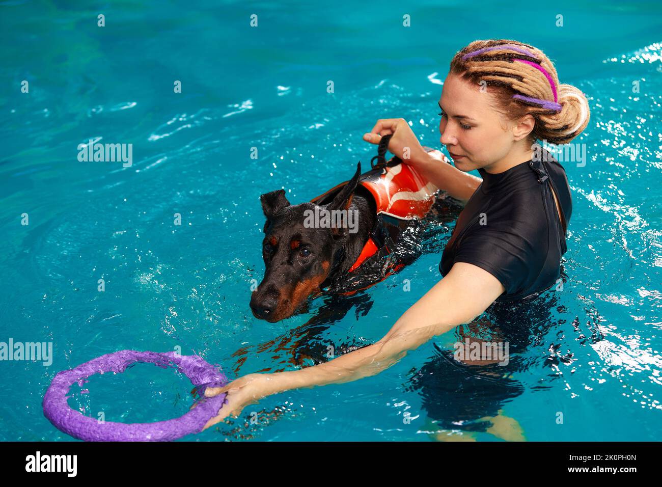Dog trainer at the swimming pool, teaching the dog to swim Stock Photo