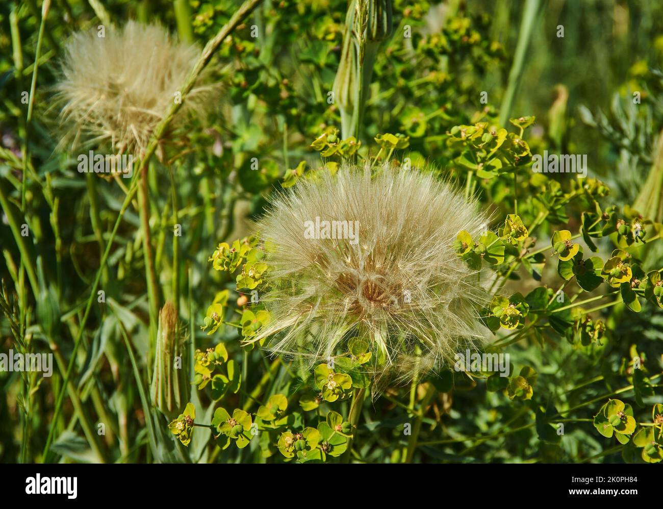 Tragopogon -  genus of flowering plants in the family Asteraceae. Stock Photo