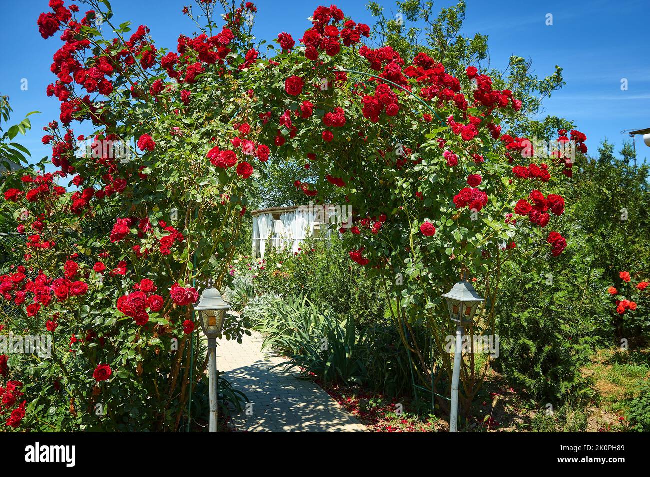 Rosa floribunda Bonica - Garden roses are predominantly hybrid roses that are grown as ornamental plants in private or public gardens Stock Photo