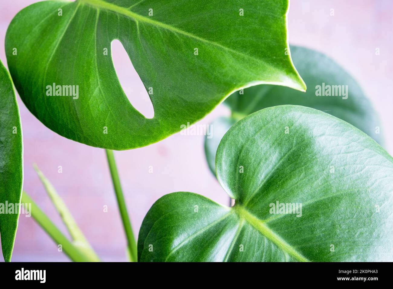 Close-up of the leaves of an exotic houseplant monstera creeper. Stock Photo