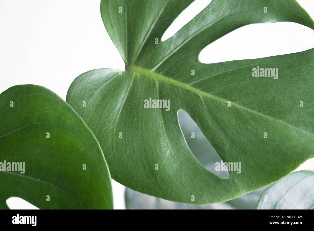 Close-up of the leaves of an exotic houseplant monstera creeper. Stock Photo