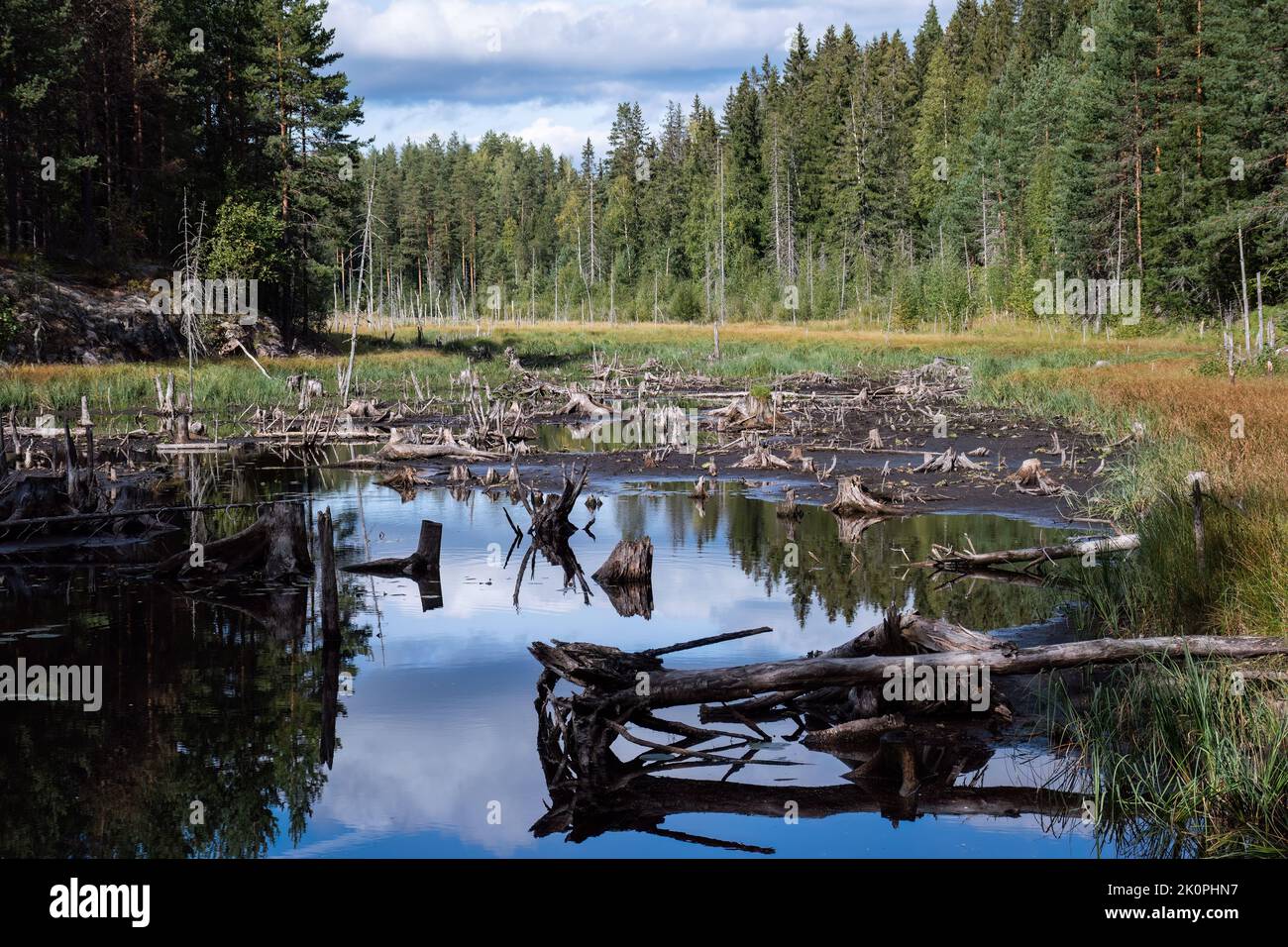 Tree Stump Rivers Tree stumps on a drying river bed in Finland Stock Photo - Alamy