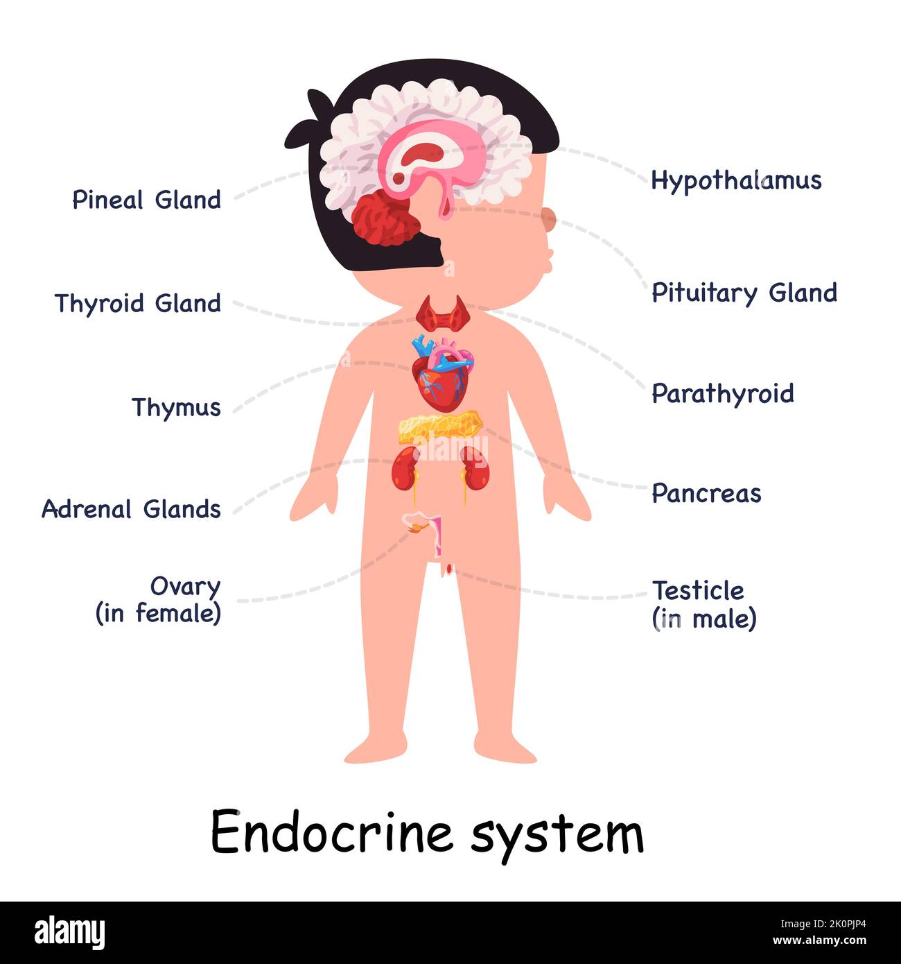Endocrine system hormones glands body anatomical internal organ graphic illustration Stock Vector