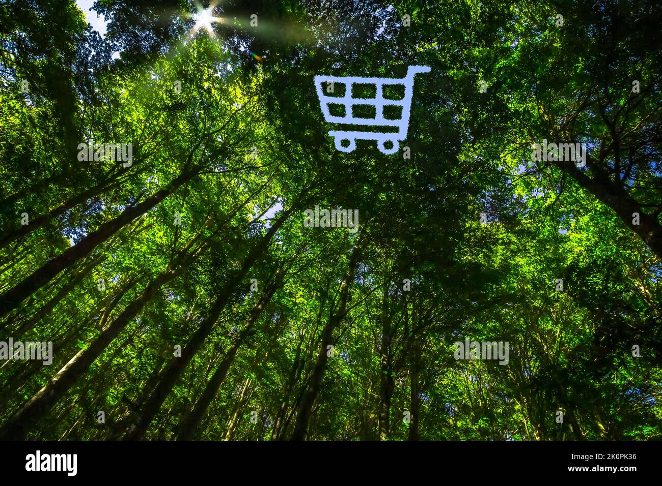 The Canopy of this Forest has Hole in the Shape of a Shopping Cart