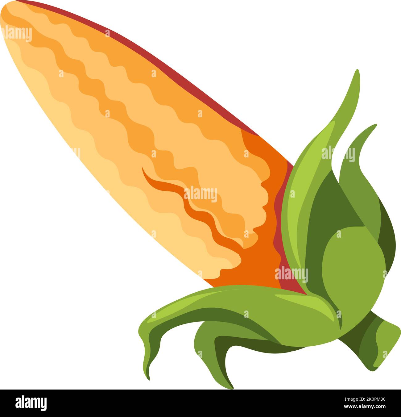 Cereal plant, corn with leaved vegetable product Stock Vector Image ...