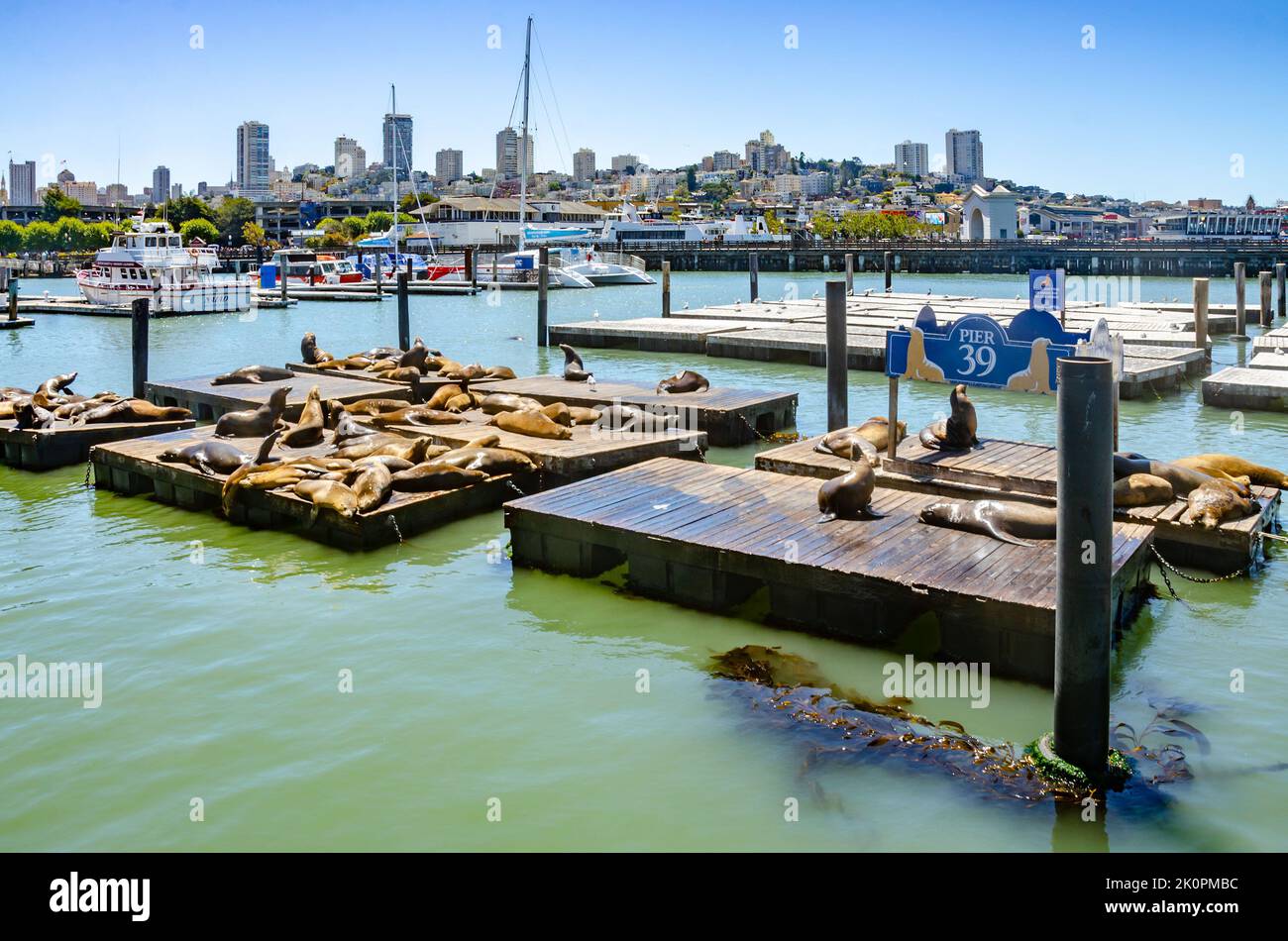 Wild seal sunbathing on wooden pontoons in the harbour at Pier 39 in San Francisco, California, USA Stock Photo