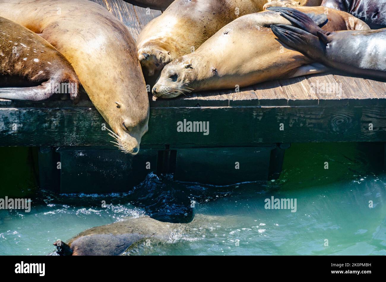 Sea lions sunbathing at Pier 39 Fisherman's Wharf San Francisco,  California, USA Stock Photo - Alamy