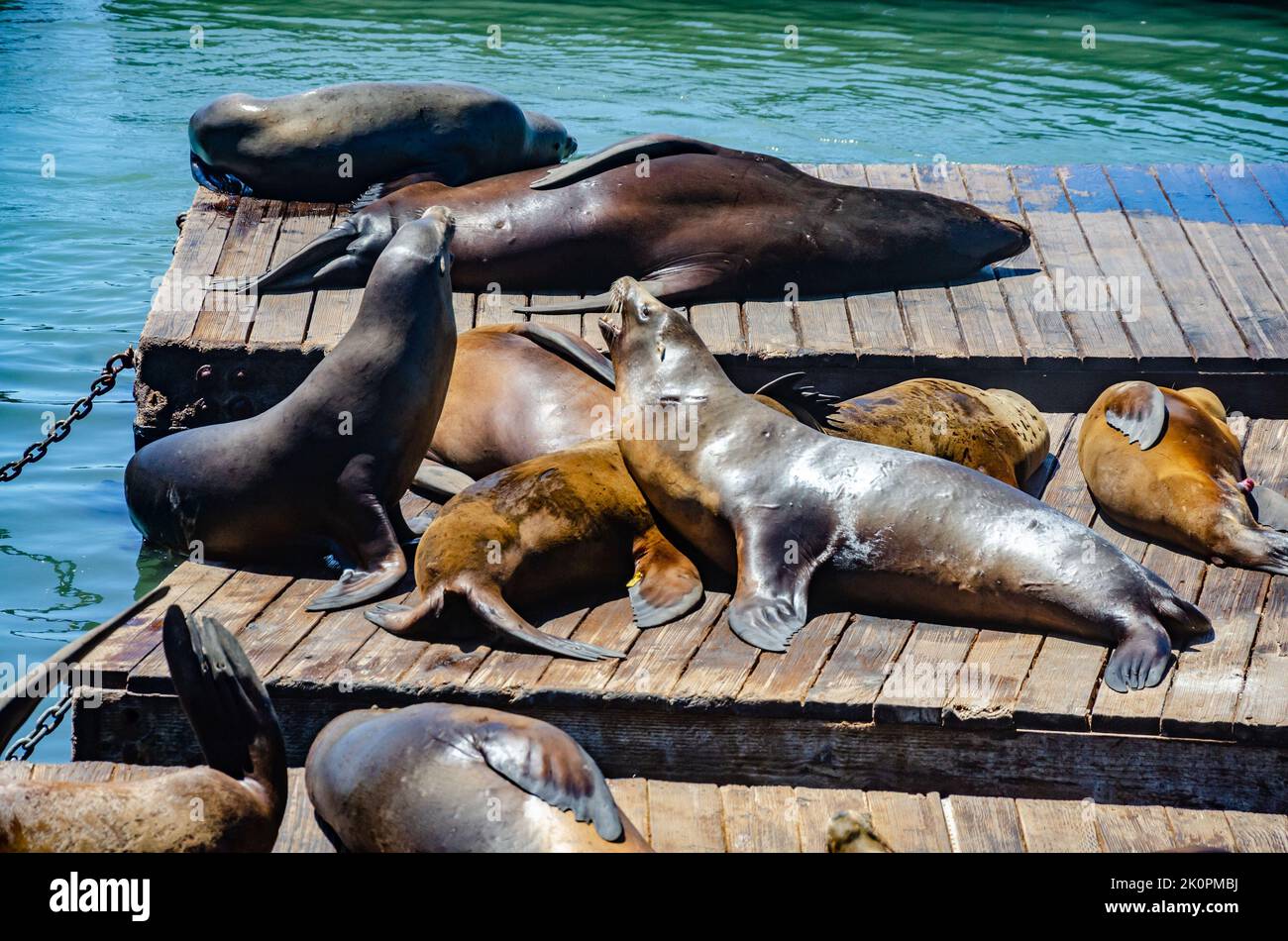 Wild seal sunbathing on wooden pontoons in the harbour at Pier 39 in San Francisco, California, USA Stock Photo
