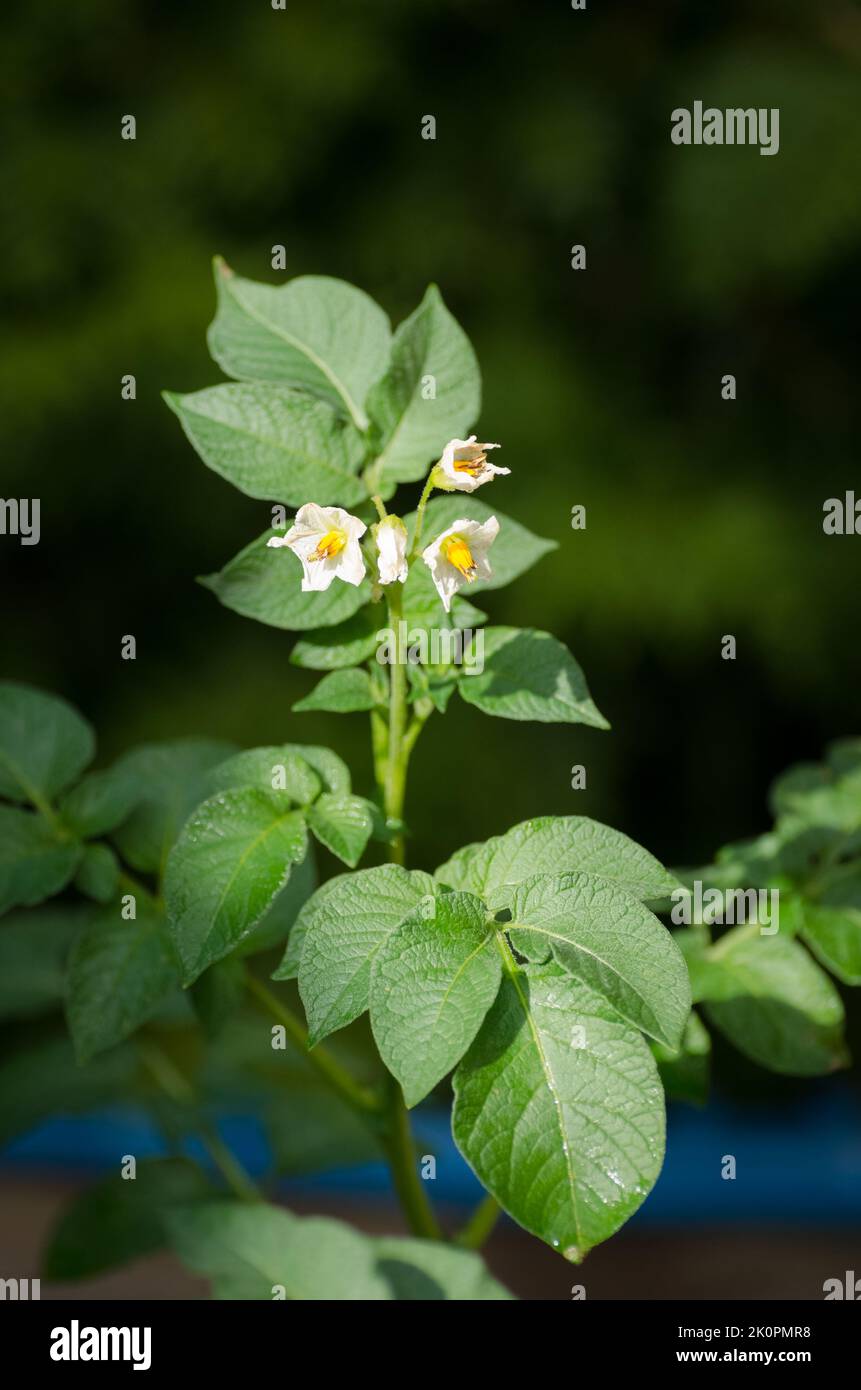 Solanum tuberosum, flowers and leaves of the potato plant growing in a garden Stock Photo