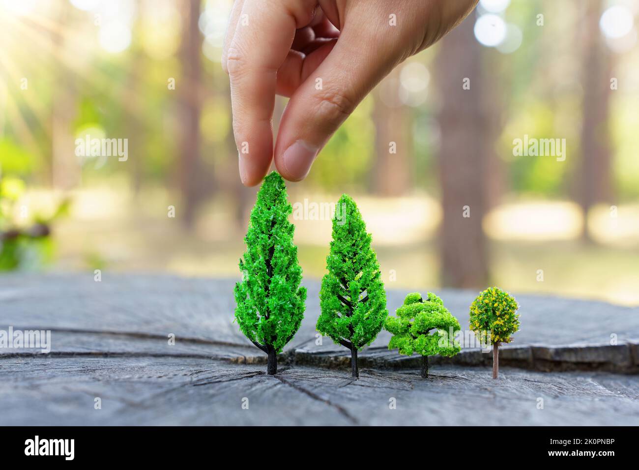 Hand planting small toy trees on a tree stump in the woods. Creative reforestation concept. Stock Photo