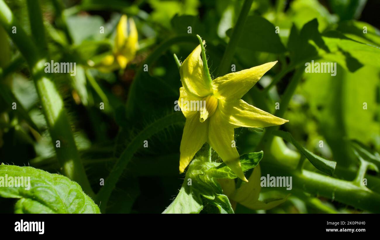 Yellow tomato flower on a green tomato seedling. Tomato seedling