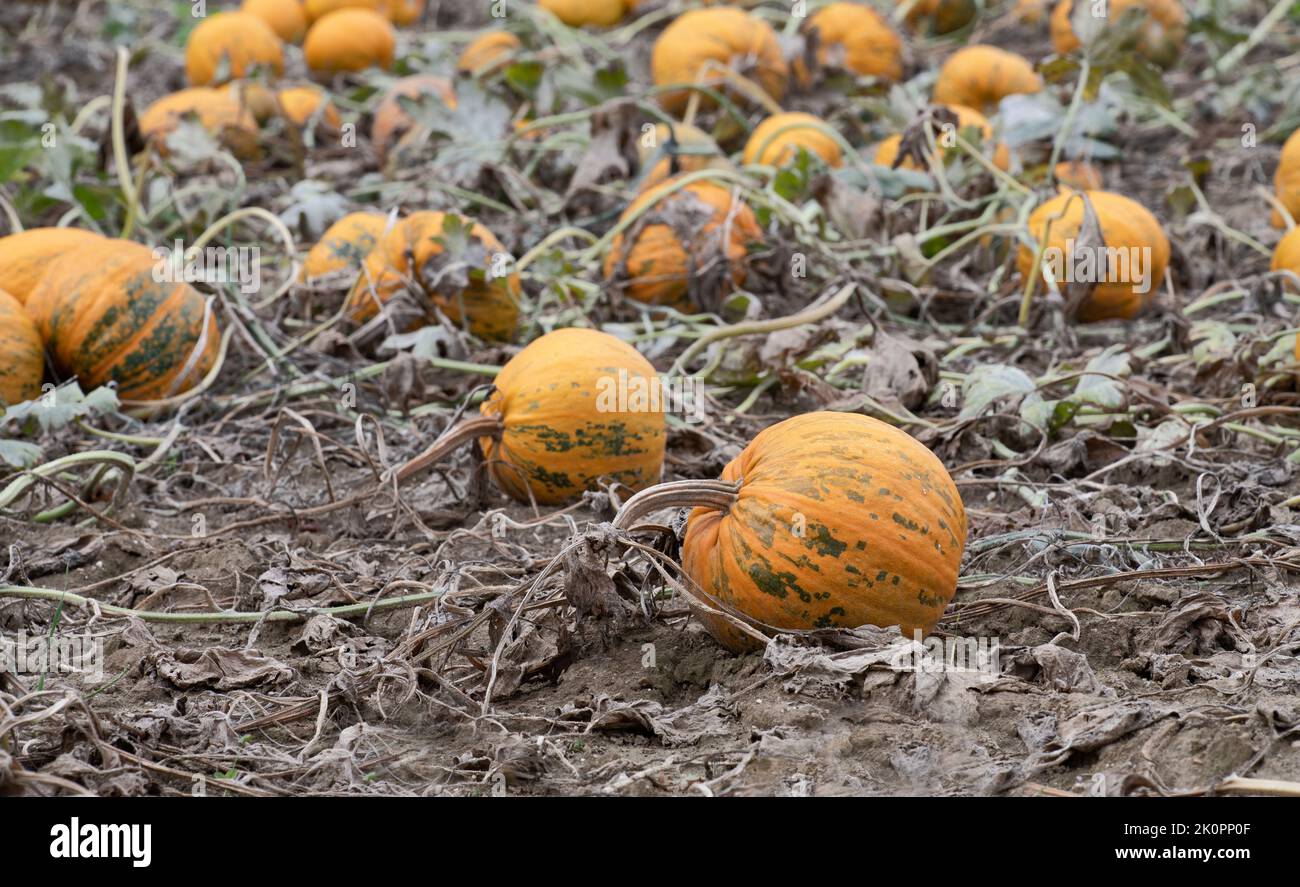 Many ripe yellow pumpkins lie side by side in a field. The leaves have ...