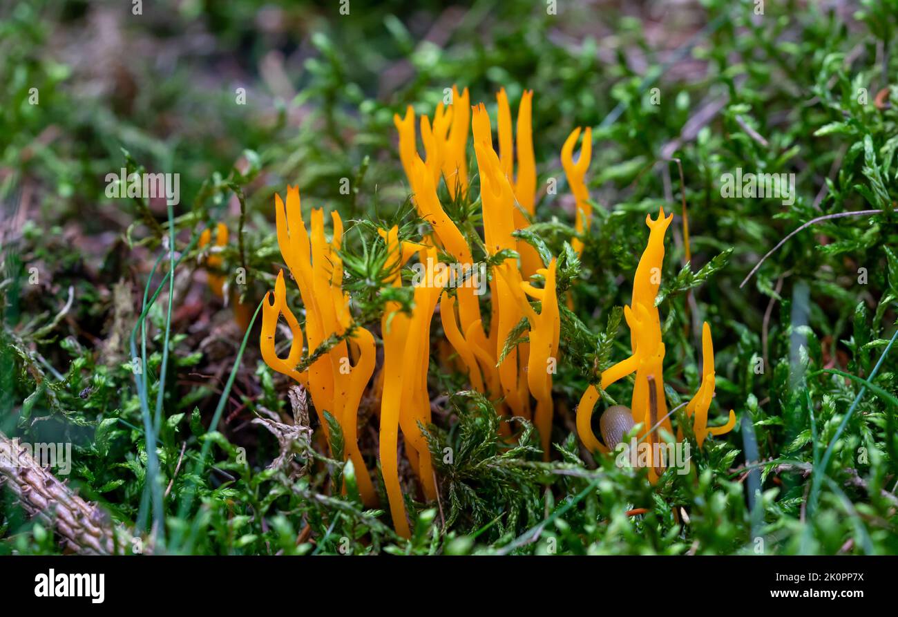 Golden yellow coral Ramaria aurea in the forest Stock Photo