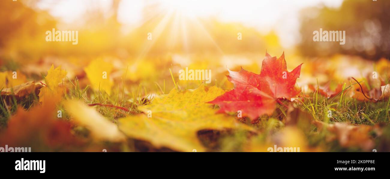 Beautiful close-up view of the colourful leaves in autumnal park in the morning. Stock Photo