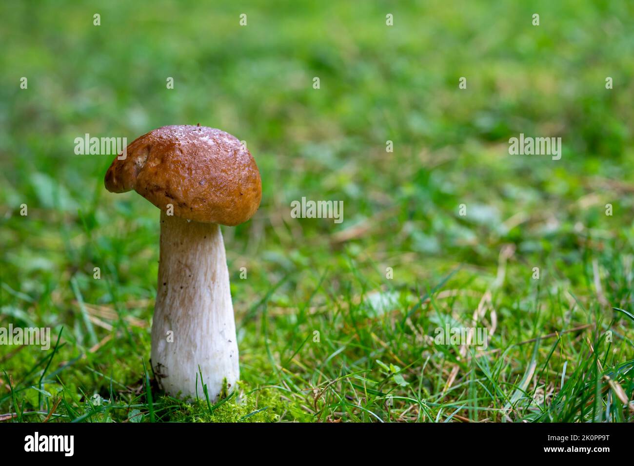 Porcini mushroom isolated on a meadow Stock Photo