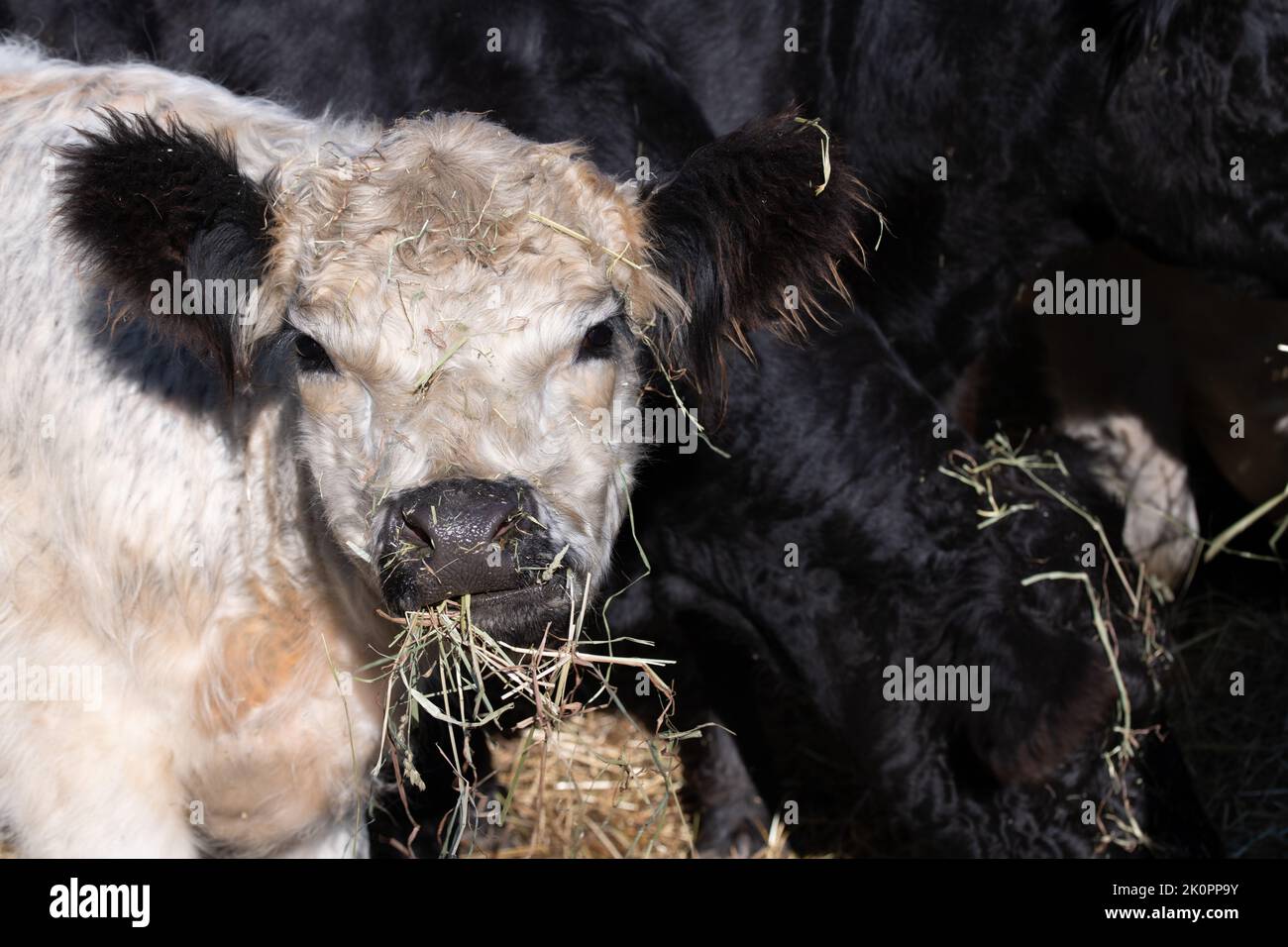 A herd of young Angus cattle is fed. A white calf has a mouth full of