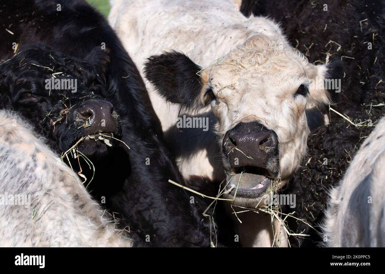 Several young Angus cattle in black and white stand close together. A white ox opens its mouth to roar. Stock Photo