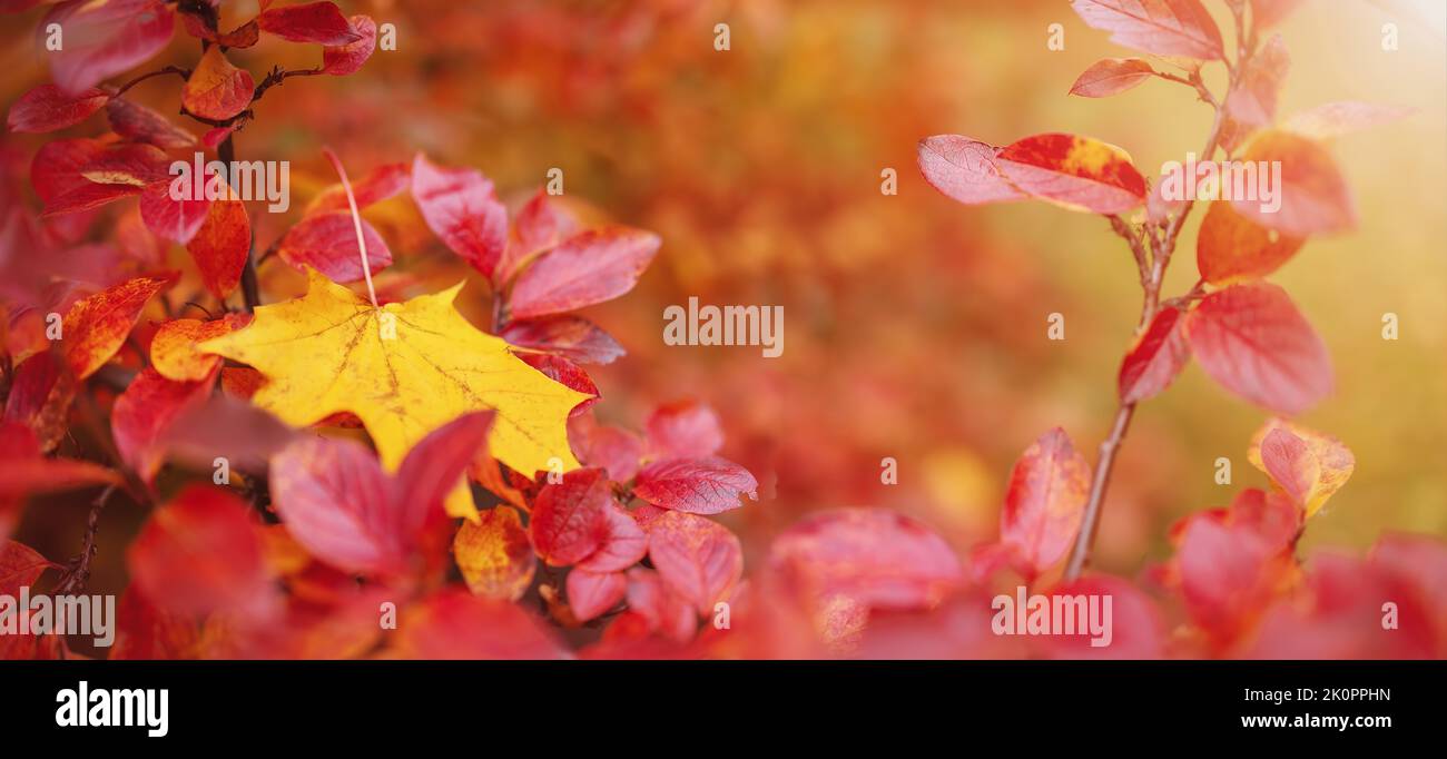 Close-up view of the lonely maple leaf on the branch with colourful leaves in autumnal park Stock Photo