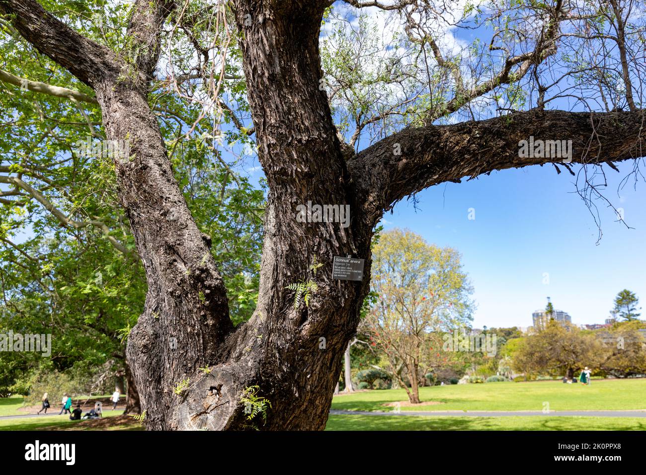 Peppercorn tree, Schinus Areira, in the Royal Botanic Garden,Sydney