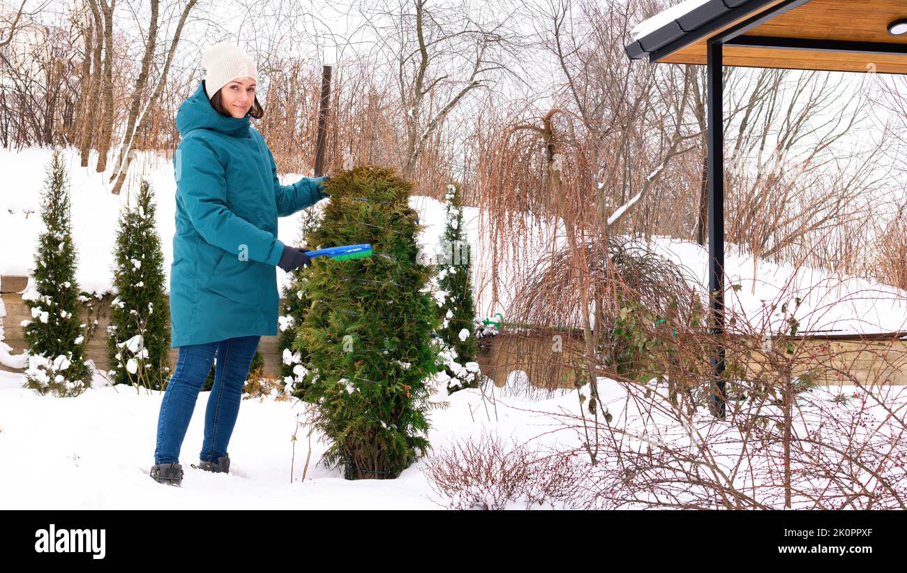 Landscaping in winter. Garden care in the cold season. The gardener shakes the snow off the branches of the arborvitae so that they do not break under Stock Photo