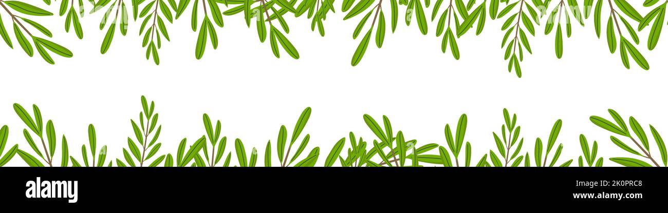 Olive branches isolated on white background. Botanical green leaves with copy space. Horizontal banner. Concept of ecology, nature, gardening. Vector Stock Vector