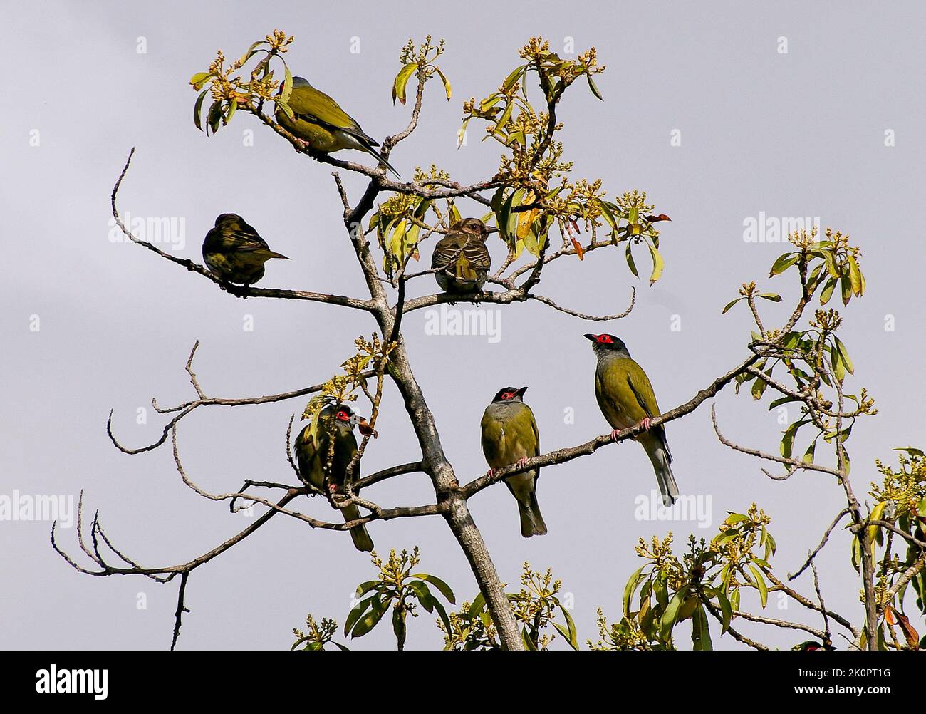 Flock of Australasian figbirds, Sphecotheres vieilloti, perching on top of avocado tree (persea americana) in Queensland orchard. Males have red eyes. Stock Photo