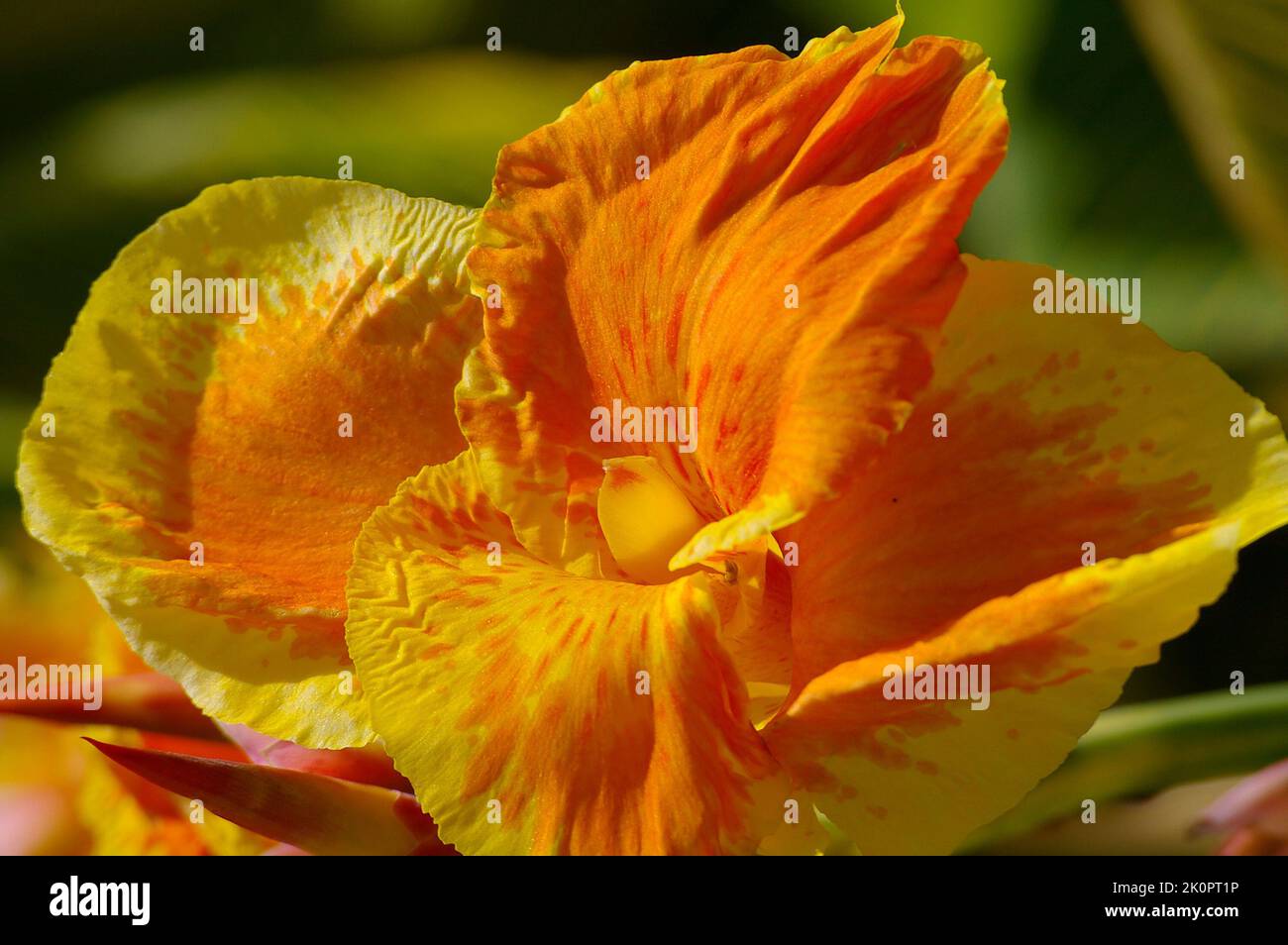 Close-up of bright yellow and orange flower of a Canna lily cultivar in summer sunshine. Private garden in Queensland, Australia. Stock Photo