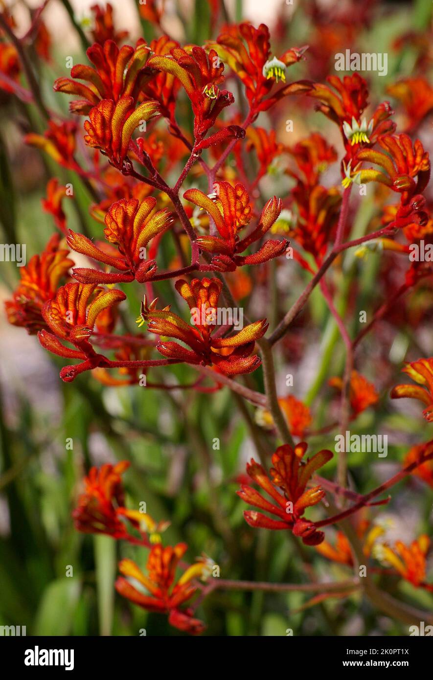 Clump of Australian Kangaroo Paw flowers (Anigozanthos) in summer in a garden in Queensland. Red and orange claw-like flowers with lots of nectar. Stock Photo