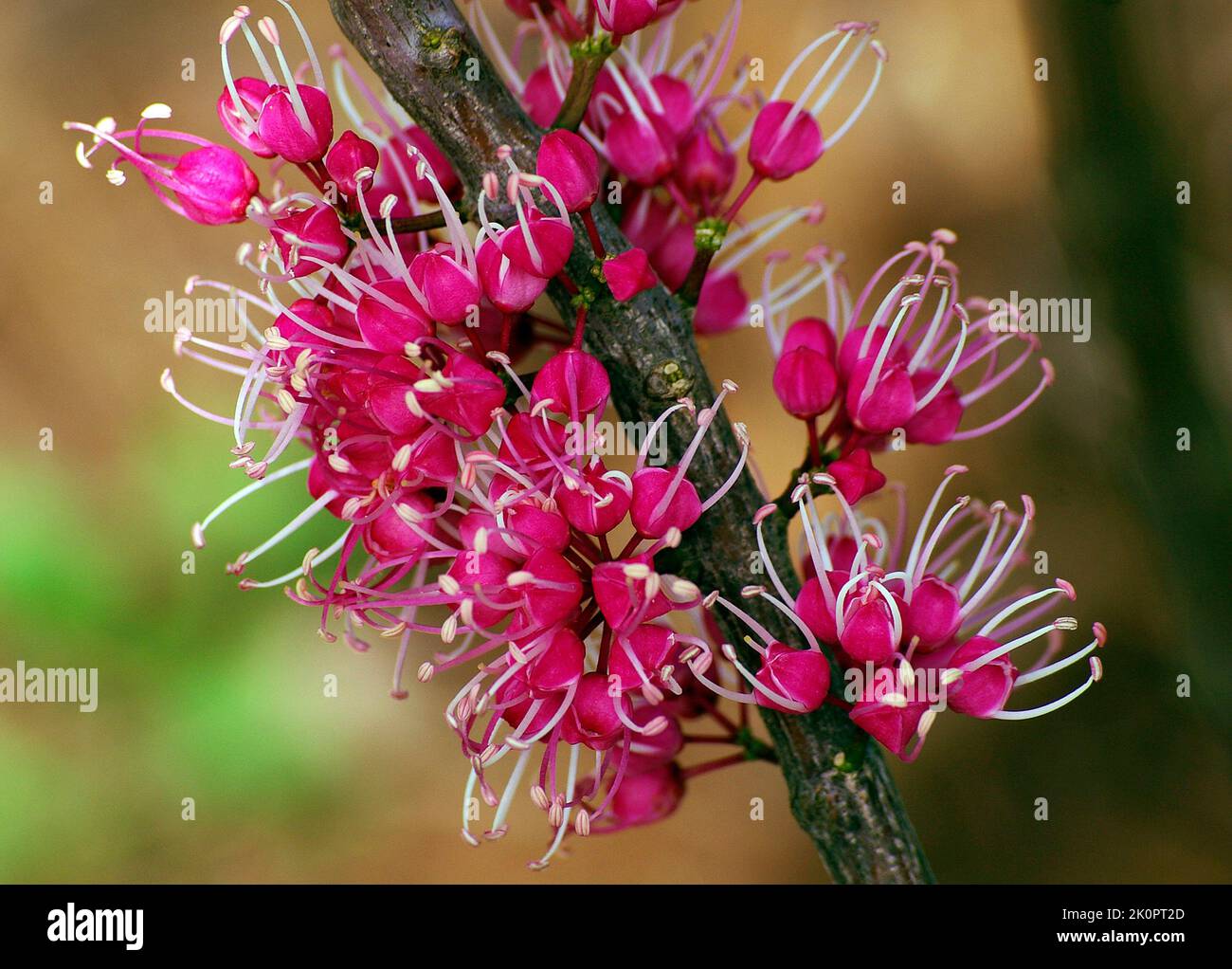 Bright pink and white flowers of Pink Evodia, Melicope elleryana, growing directly from woody branches. Native Australian tree in Queensland garden. Stock Photo