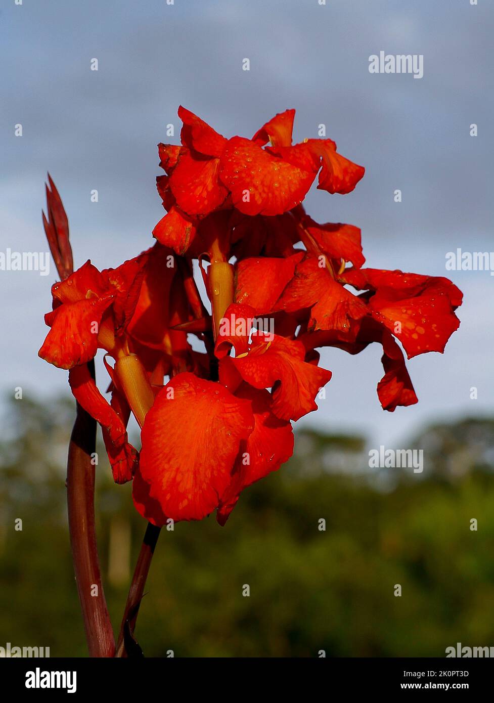 Bright red flowers of a Canna lily cultivar in summer sunshine against a grey sky in a private garden in Queensland, Australia. Stock Photo