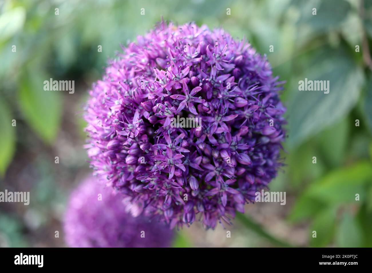 Hello, I'm Purple Stock Photo