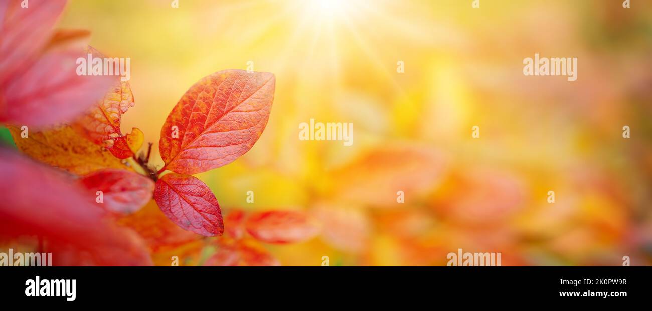 Close-up view of the branch with colourful leaves in autumnal park Stock Photo