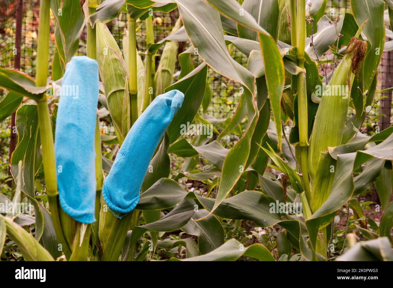 Sweet corn plans beeing protected from animal pests such as badgers using human socks Stock Photo