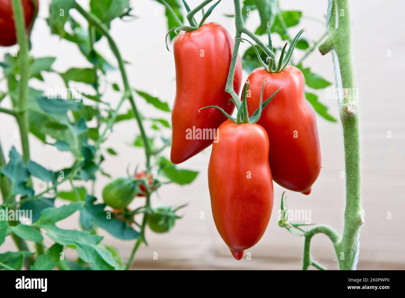 Tomato Bellandine growing on the plant. Stock Photo