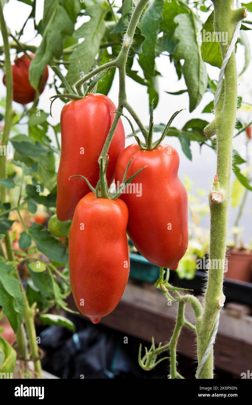Tomato Bellandine growing on the plant. Stock Photo
