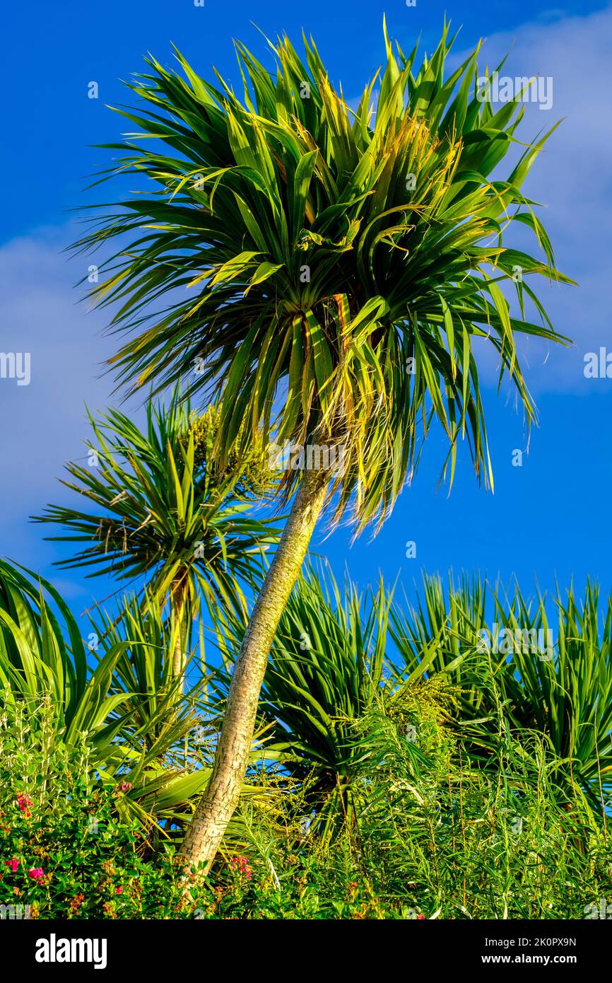 The island of Coll on the west coast of Scotland enjoys a warmish climate from the gulf stream allowing palm tress to flourisg. Stock Photo