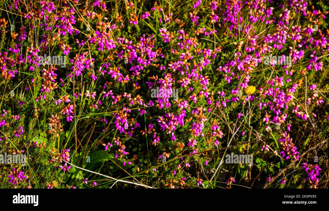 Purple heather in bloom in late summer on the island of Coll, Scotland Stock Photo